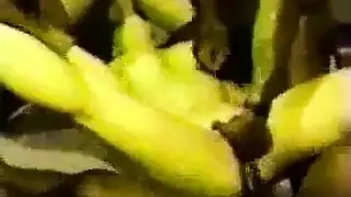 حفلة جماع لصدر كبير